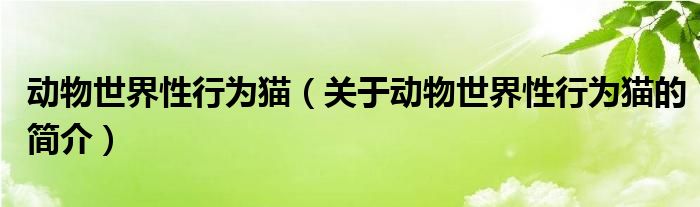 動物世界性行為貓（關(guān)于動物世界性行為貓的簡介）