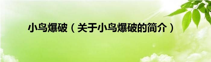 小鳥(niǎo)爆破（關(guān)于小鳥(niǎo)爆破的簡(jiǎn)介）