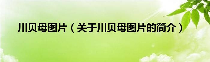 川貝母圖片（關(guān)于川貝母圖片的簡(jiǎn)介）