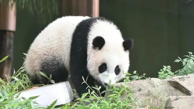 美國(guó)動(dòng)物園將歸還大熊貓丫丫和樂樂