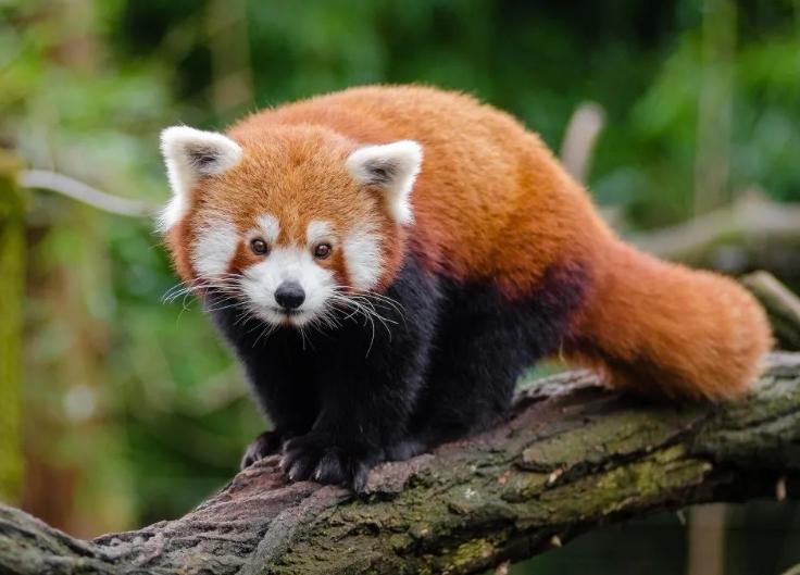 四川樂山警方成功破獲野生小熊貓案，部分小熊貓在轉(zhuǎn)交野生動物園后陸續(xù)死亡引發(fā)質(zhì)疑