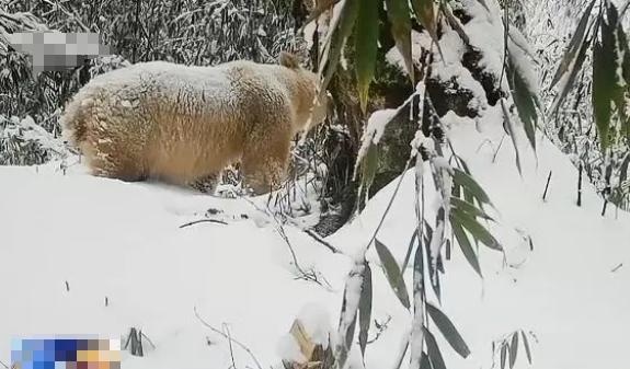 白化動物，探秘自然界奇特神秘個體