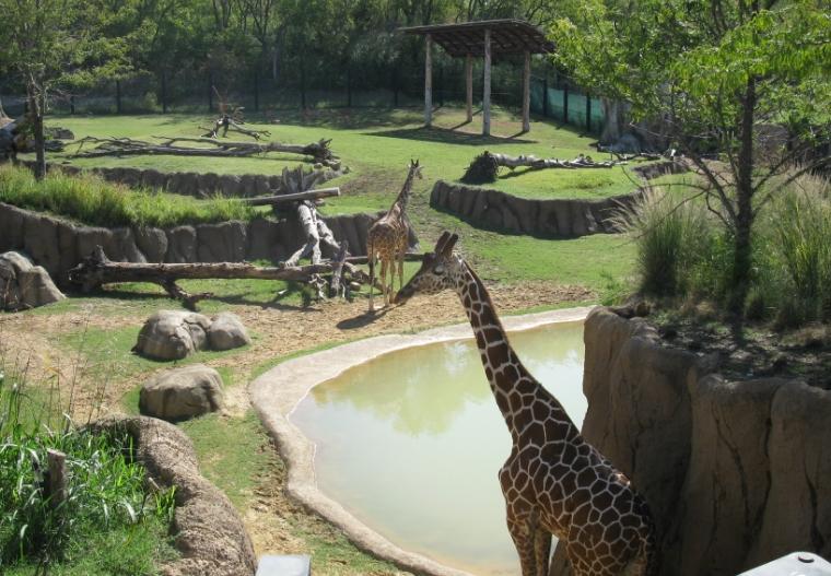 震驚！動物園深夜遭拆，多只保護(hù)動物傷亡，園方稱曾遭整改要求