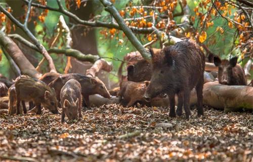 新名錄調整保護我國野生動物資源：葉麂、壽帶入選“三有”名錄，野豬調出