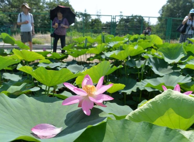 百歲古蓮：國家植物園專家妙手回春，圓明園幸存的珍貴遺產(chǎn)綻放芬芳