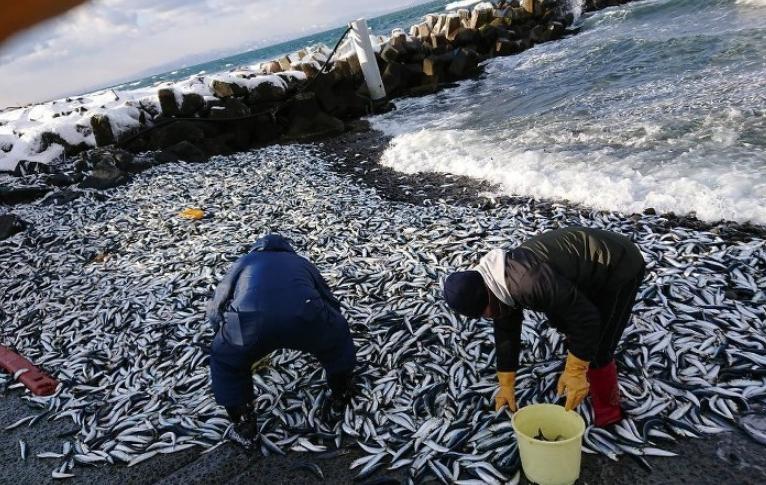 日本熊本縣漁港驚現(xiàn)大規(guī)模沙丁魚(yú)集體死亡，究竟是什么原因？